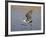 Sandhill Crane Taking Off, Bosque Del Apache National Wildlife Refuge-James Hager-Framed Photographic Print