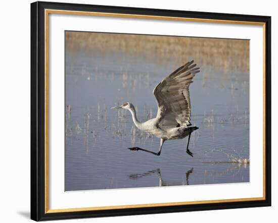 Sandhill Crane Taking Off, Bosque Del Apache National Wildlife Refuge-James Hager-Framed Photographic Print