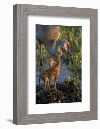 Sandhill Crane with Both Colts on Nest, Florida-Maresa Pryor-Framed Photographic Print