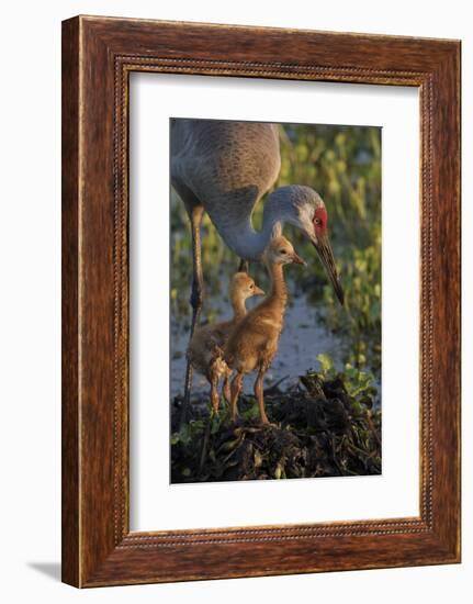 Sandhill Crane with Both Colts on Nest, Florida-Maresa Pryor-Framed Photographic Print