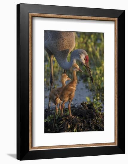 Sandhill Crane with Both Colts on Nest, Florida-Maresa Pryor-Framed Photographic Print