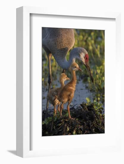 Sandhill Crane with Both Colts on Nest, Florida-Maresa Pryor-Framed Photographic Print