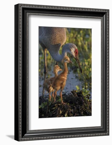 Sandhill Crane with Both Colts on Nest, Florida-Maresa Pryor-Framed Photographic Print