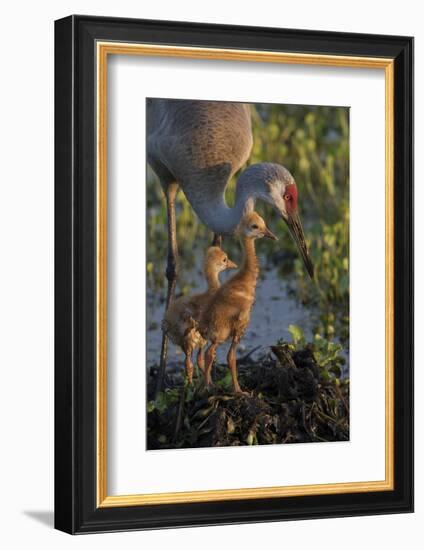 Sandhill Crane with Both Colts on Nest, Florida-Maresa Pryor-Framed Photographic Print