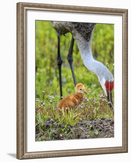 Sandhill Crane with First Colt Out Foraging, Florida-Maresa Pryor-Framed Photographic Print