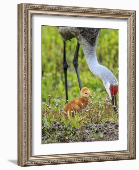 Sandhill Crane with First Colt Out Foraging, Florida-Maresa Pryor-Framed Photographic Print