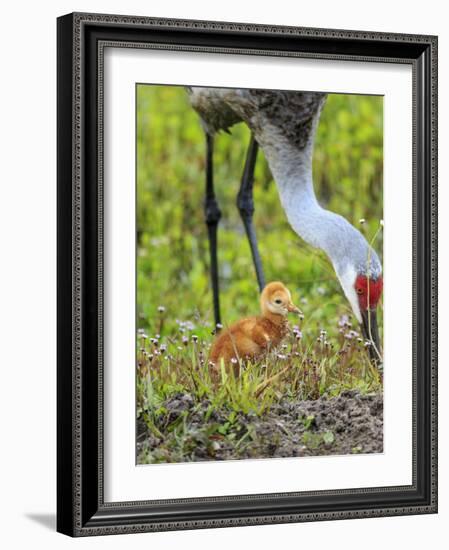 Sandhill Crane with First Colt Out Foraging, Florida-Maresa Pryor-Framed Photographic Print