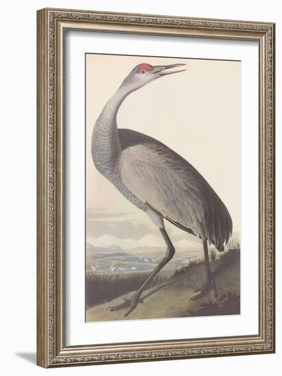 Sandhill Crane-James Audubon-Framed Giclee Print