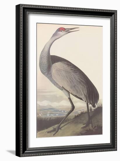 Sandhill Crane-James Audubon-Framed Giclee Print