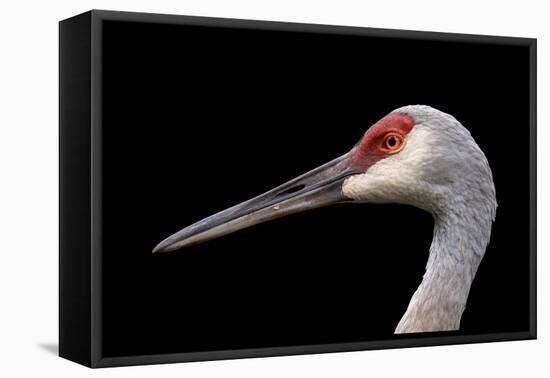 Sandhill Crane-SNEHITDESIGN-Framed Premier Image Canvas