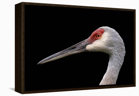 Sandhill Crane-SNEHITDESIGN-Framed Premier Image Canvas