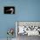 Sandhill Crane-SNEHITDESIGN-Framed Premier Image Canvas displayed on a wall