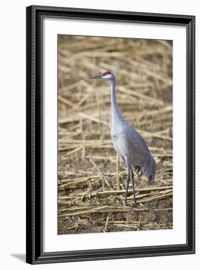 Sandhill Crane-DLILLC-Framed Photographic Print