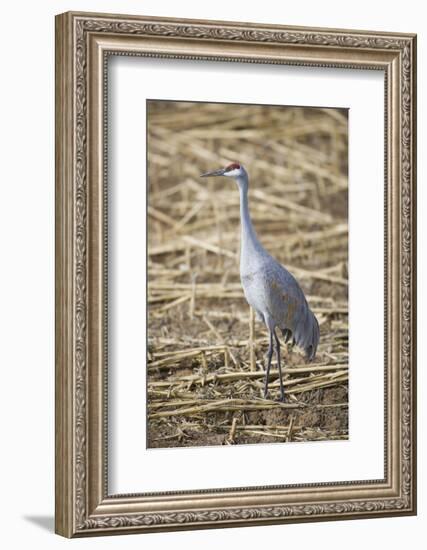 Sandhill Crane-DLILLC-Framed Photographic Print