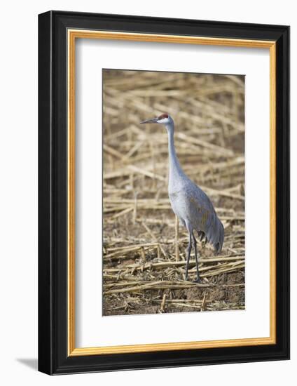 Sandhill Crane-DLILLC-Framed Photographic Print