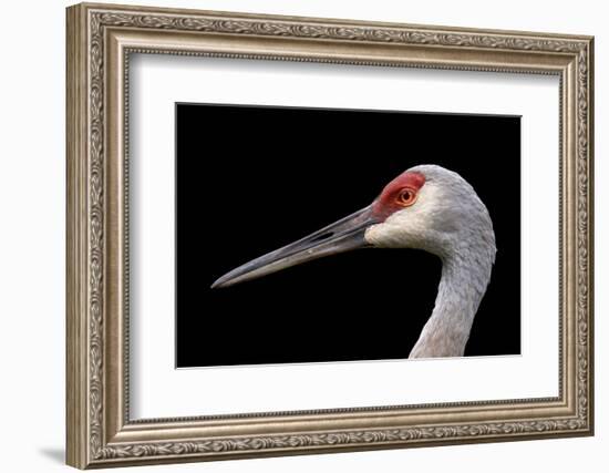 Sandhill Crane-SNEHITDESIGN-Framed Photographic Print