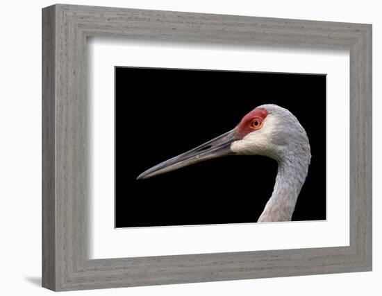 Sandhill Crane-SNEHITDESIGN-Framed Photographic Print