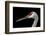 Sandhill Crane-SNEHITDESIGN-Framed Photographic Print