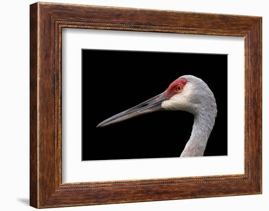 Sandhill Crane-SNEHITDESIGN-Framed Photographic Print