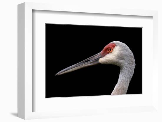 Sandhill Crane-SNEHITDESIGN-Framed Photographic Print