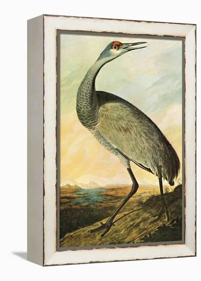 Sandhill Crane-John James Audubon-Framed Stretched Canvas