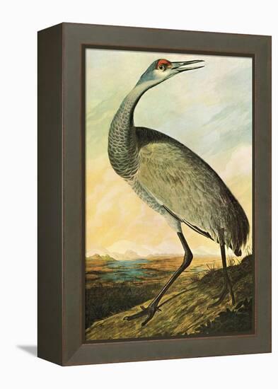 Sandhill Crane-John James Audubon-Framed Stretched Canvas