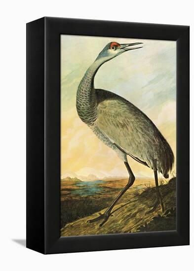 Sandhill Crane-John James Audubon-Framed Stretched Canvas