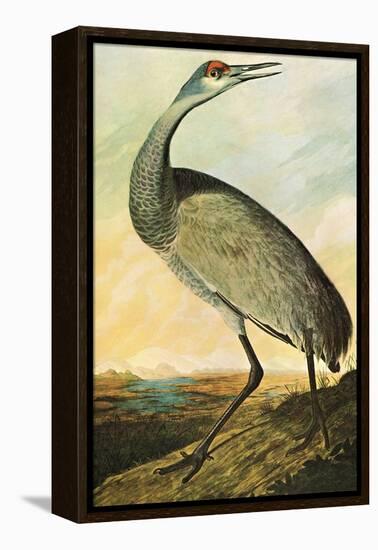 Sandhill Crane-John James Audubon-Framed Stretched Canvas