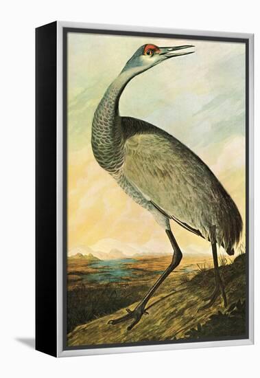 Sandhill Crane-John James Audubon-Framed Stretched Canvas