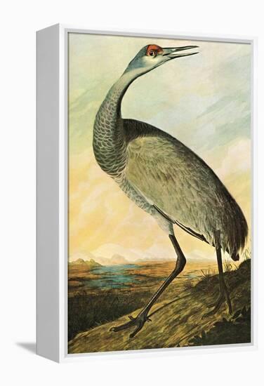 Sandhill Crane-John James Audubon-Framed Stretched Canvas