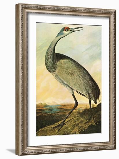 Sandhill Crane-John James Audubon-Framed Art Print