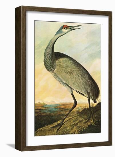 Sandhill Crane-John James Audubon-Framed Art Print