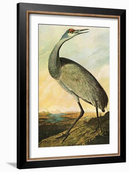 Sandhill Crane-John James Audubon-Framed Art Print