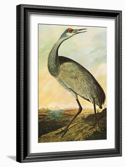 Sandhill Crane-John James Audubon-Framed Art Print