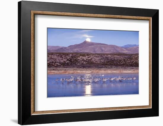 Sandhill Cranes and Full Moon, Bosque Del Apache, New Mexico-Paul Souders-Framed Photographic Print