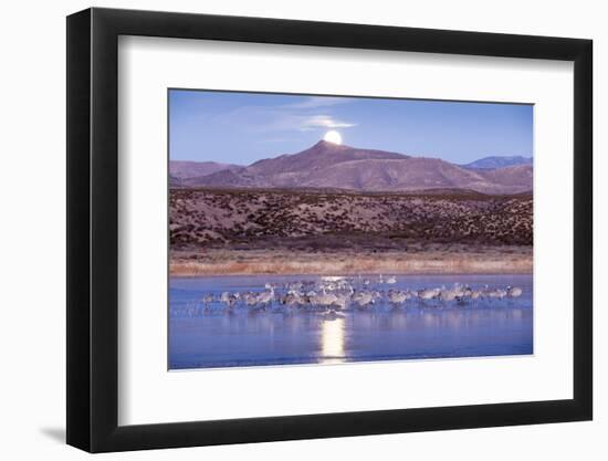 Sandhill Cranes and Full Moon, Bosque Del Apache, New Mexico-Paul Souders-Framed Photographic Print