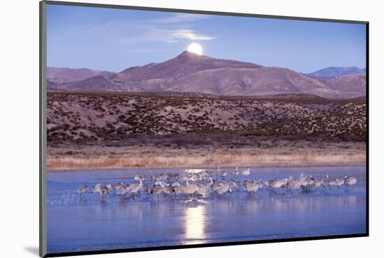 Sandhill Cranes and Full Moon, Bosque Del Apache, New Mexico-Paul Souders-Mounted Photographic Print