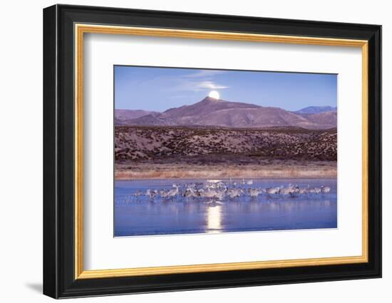 Sandhill Cranes and Full Moon, Bosque Del Apache, New Mexico-Paul Souders-Framed Photographic Print