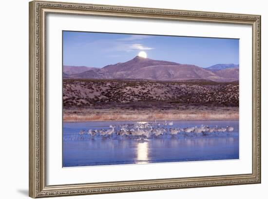 Sandhill Cranes and Full Moon, Bosque Del Apache, New Mexico-Paul Souders-Framed Photographic Print