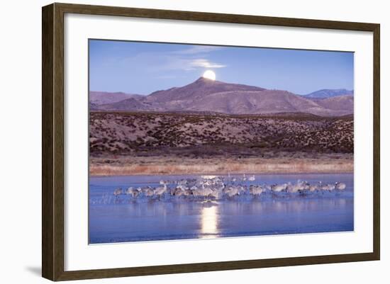 Sandhill Cranes and Full Moon, Bosque Del Apache, New Mexico-Paul Souders-Framed Photographic Print