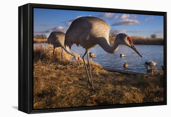 Sandhill Cranes and Mallard Ducks, British Columbia, Canada-Art Wolfe-Framed Premier Image Canvas