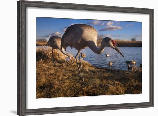 Sandhill Cranes and Mallard Ducks, British Columbia, Canada-Art Wolfe-Framed Photographic Print