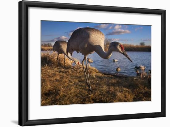 Sandhill Cranes and Mallard Ducks, British Columbia, Canada-Art Wolfe-Framed Photographic Print