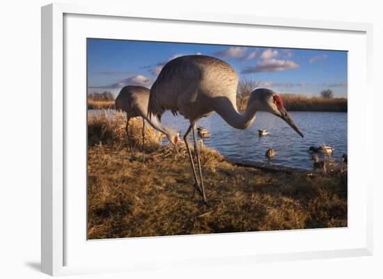 Sandhill Cranes and Mallard Ducks, British Columbia, Canada-Art Wolfe-Framed Photographic Print