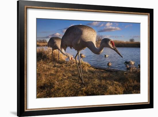 Sandhill Cranes and Mallard Ducks, British Columbia, Canada-Art Wolfe-Framed Photographic Print