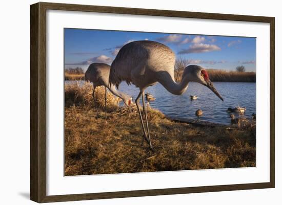 Sandhill Cranes and Mallard Ducks, British Columbia, Canada-Art Wolfe-Framed Photographic Print