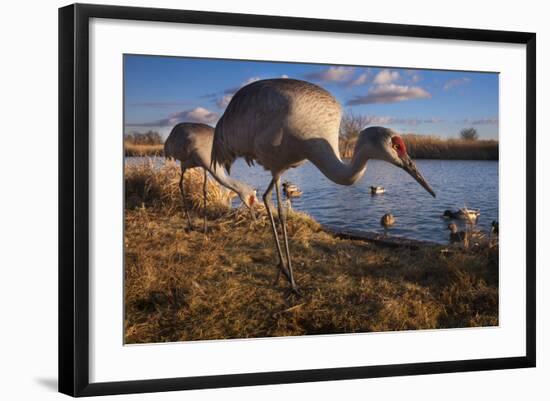 Sandhill Cranes and Mallard Ducks, British Columbia, Canada-Art Wolfe-Framed Photographic Print