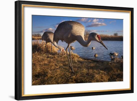 Sandhill Cranes and Mallard Ducks, British Columbia, Canada-Art Wolfe-Framed Photographic Print