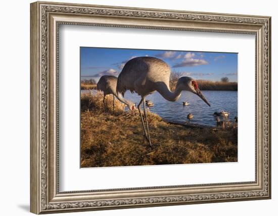 Sandhill Cranes and Mallard Ducks, British Columbia, Canada-Art Wolfe-Framed Photographic Print