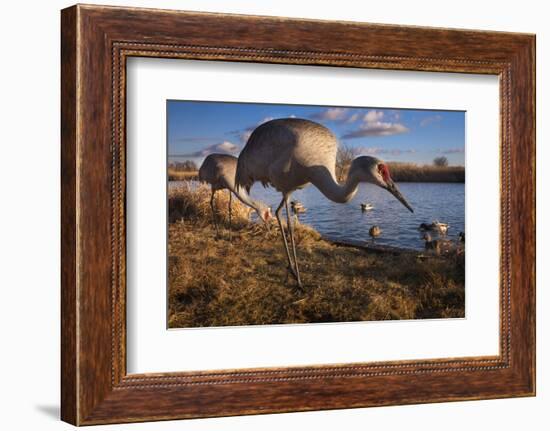 Sandhill Cranes and Mallard Ducks, British Columbia, Canada-Art Wolfe-Framed Photographic Print